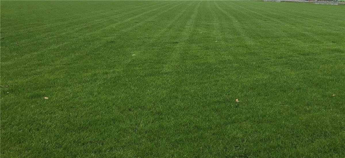 Renovatie natuurgras voetbal en rugby veld - Sportinfrabouw NV